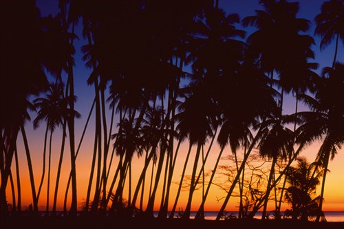 Tropical Twilight - Mike Toy