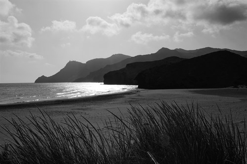 Sea Grass - Mike Toy