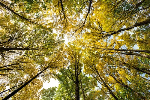 Autumn Wood - Nathan Secker
