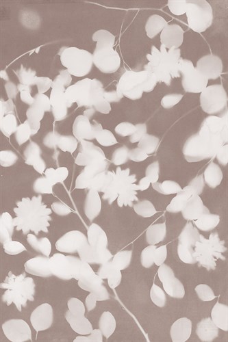 Shrubbery - Sarah Cheyne