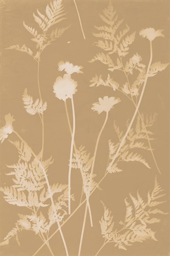 Fern Fronds - Sarah Cheyne
