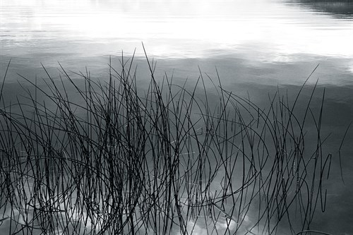 Among The Reeds - Andrew Geiger