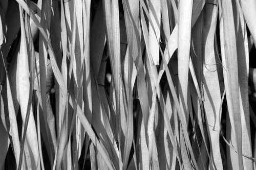 Whispering Reeds - Tony Koukos