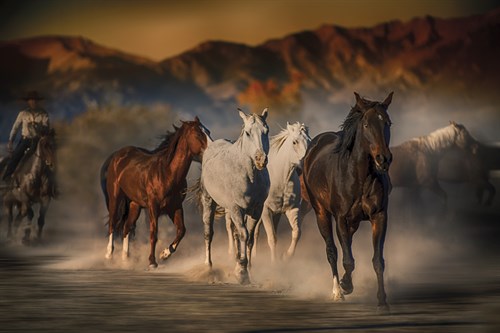 Mustangs on the Move - Bobbie Goodrich