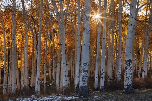 Burning October - Michael Greene