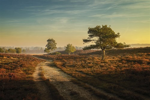 Heathland - Steve Docwra
