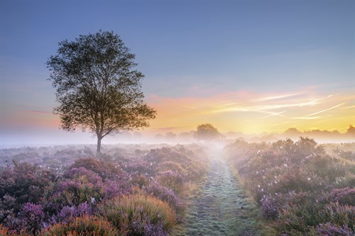 Heath at Dawn - Steve Docwra