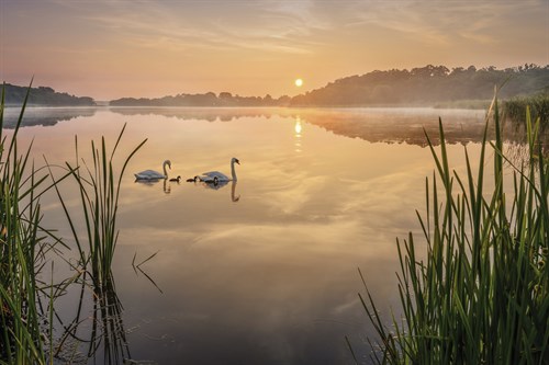 Swan Lake - Steve Docwra