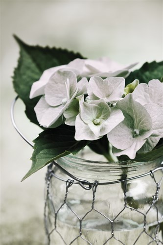 Fresh Hydrangeas I - James Guilliam
