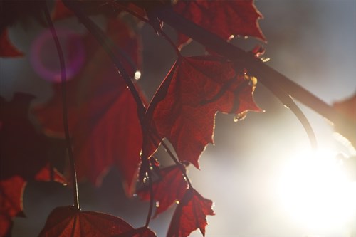 Liam's Oak - Andreas Stridsberg