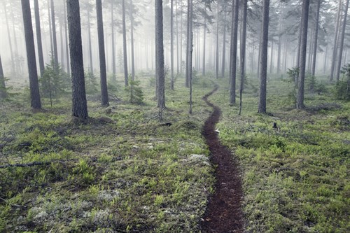 Through the Trees - Andreas Stridsberg