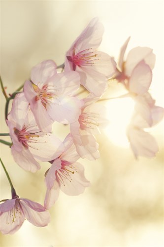 Blossom - Andreas Stridsberg