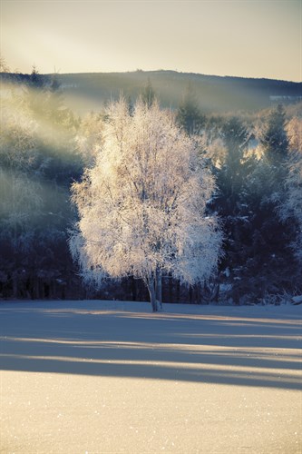 Filligree Forest - Andreas Stridsberg