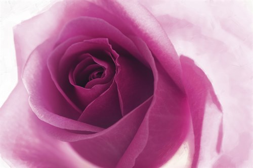 Rose Quartz - Andreas Stridsberg