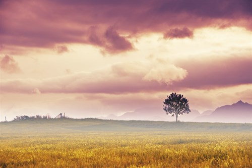 Meadow Tree - Andreas Stridsberg