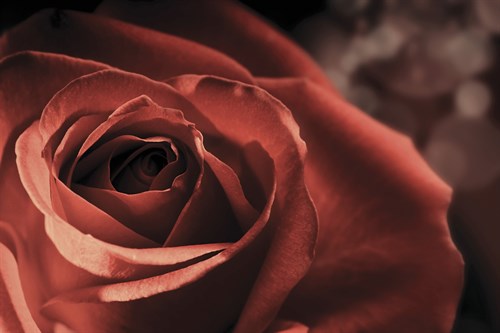 Vintage Rose - Andreas Stridsberg