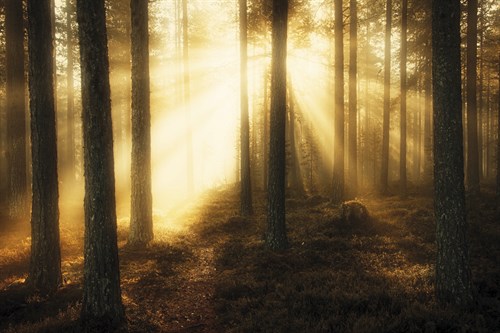Misty Morning II - Andreas Stridsberg