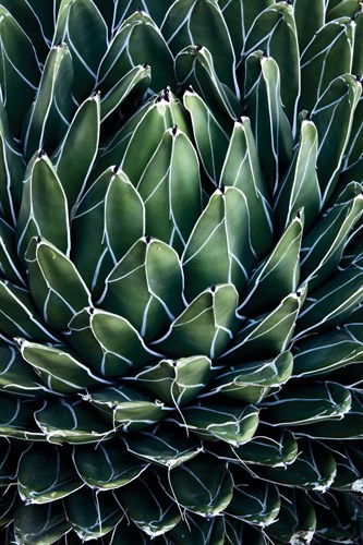 Desert Dreams - Michael Greene