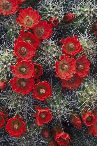 Claret Cup - Michael Greene