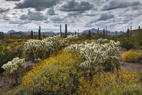 Garden of the Blessing - Michael Greene