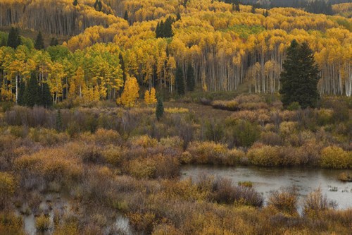 Kebler Autumn Rain - Michael Greene