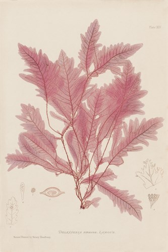 Delesseria - Henry Bradbury