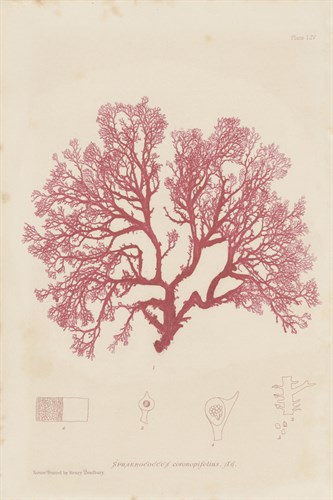 Sphaerococcus - Henry Bradbury