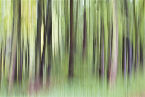 Woodland Whirl - Lee Frost