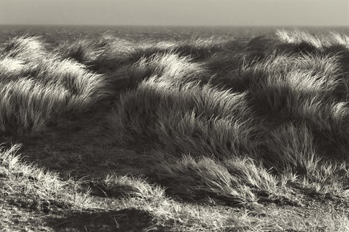Up in the Long Grass - Bernard Webb