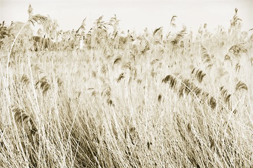 Stanpit Rushes - Bernard Webb