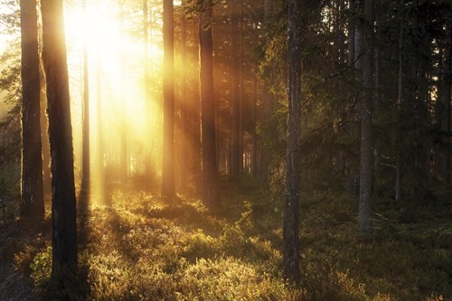 Misty Morning IV - Andreas Stridsberg