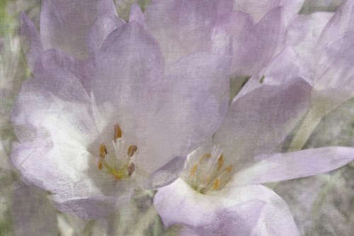Crocus Blur II - Malcolm Sanders