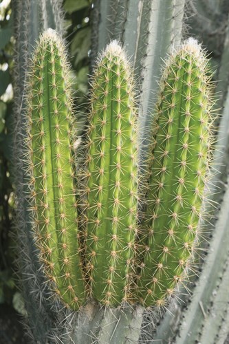 Tropical Type W - Cactus - Mike Toy