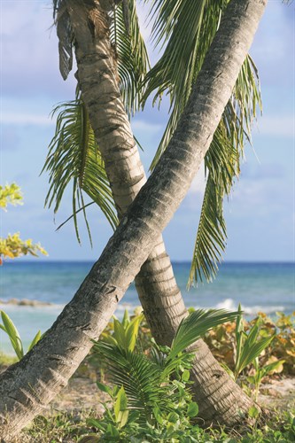 Tropical Type X - Palm - Mike Toy