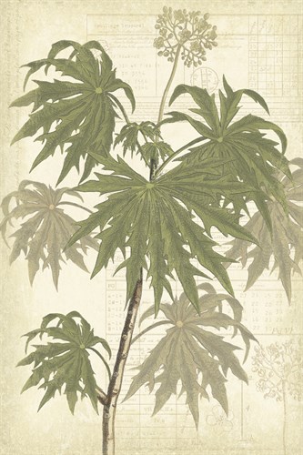 Botany Sketchbook III - Maria Mendez