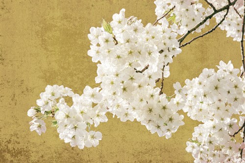 Brilliant Blossom - Ella Lancaster
