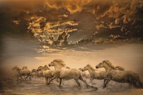 Flying Manes - Bobbie Goodrich