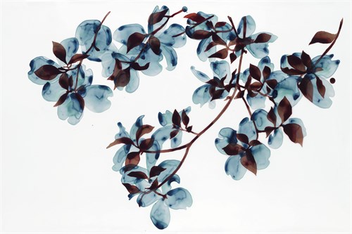 Dogwood - Jackie Battenfield