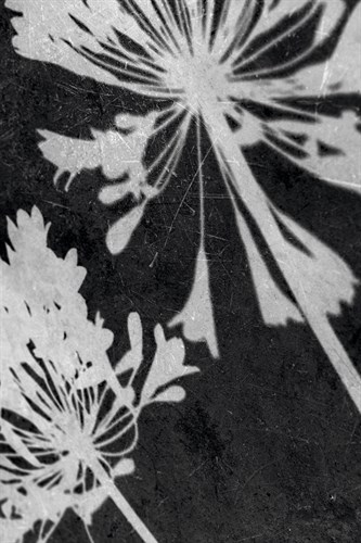 Allium Shadow - Ella Lancaster