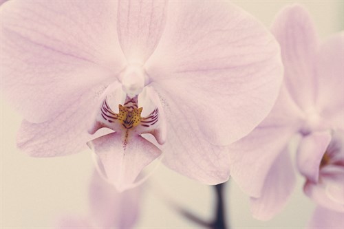 Orchid Dream - John Harper