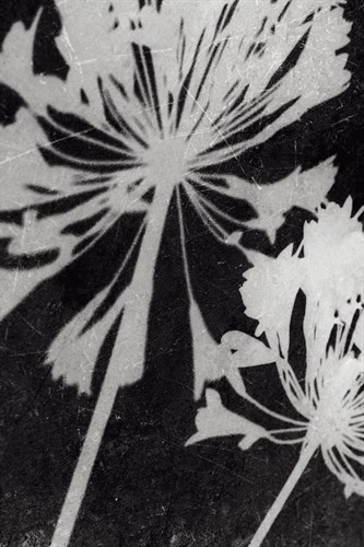 Allium Shade - Ella Lancaster