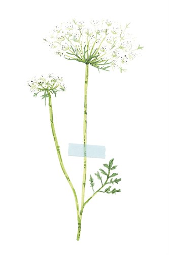 Field Flower V - Joelle Wehkamp