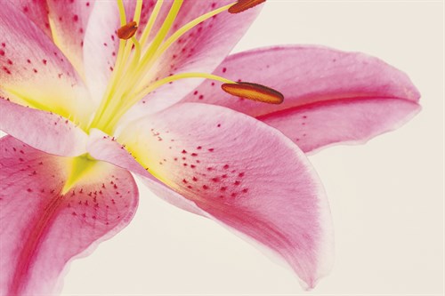 Lily Dawn - Irene Suchocki