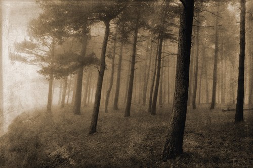 Ethereal Woodland - Pete Kelly