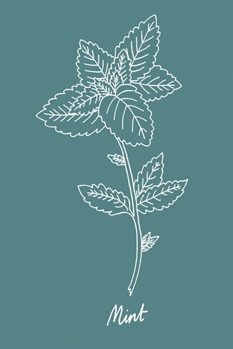 Simple Herb - Mint - Clara Wells