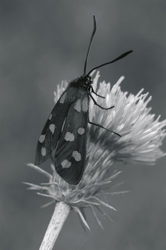 Wild Insects I - The Chelsea Collection