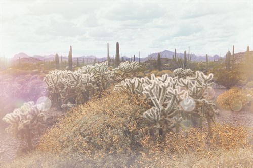 Garden of the Blessing - Soft - Michael Greene