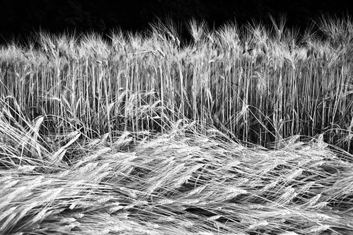 Frenzied Fields - Markus Lange