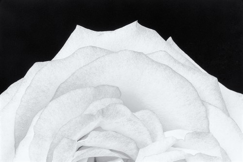Dynamic Floral - Markus Lange