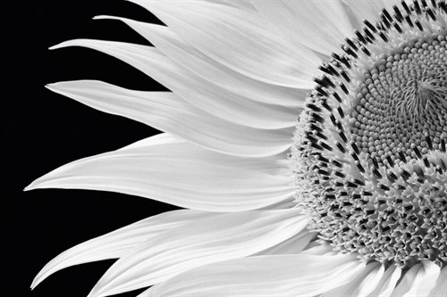 Dynamic Flower - Markus Lange